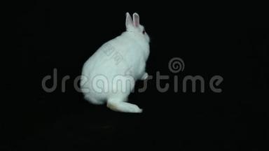 毛茸茸的白兔兔